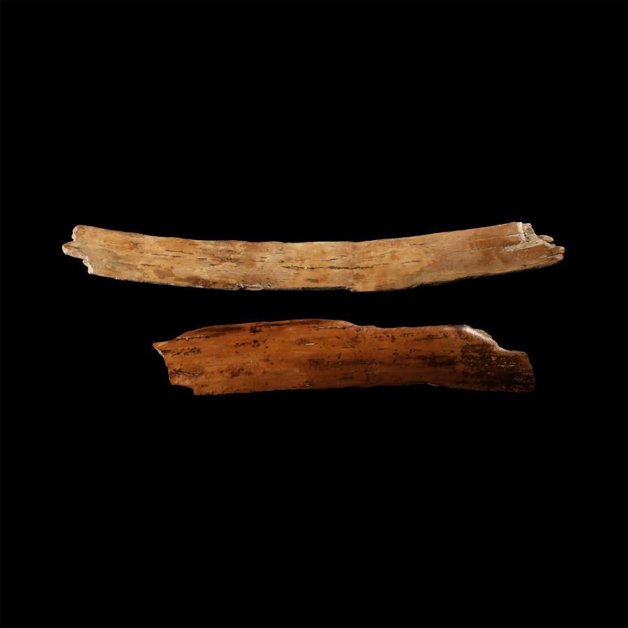 Natural History - Mammoth Tusk Section Group