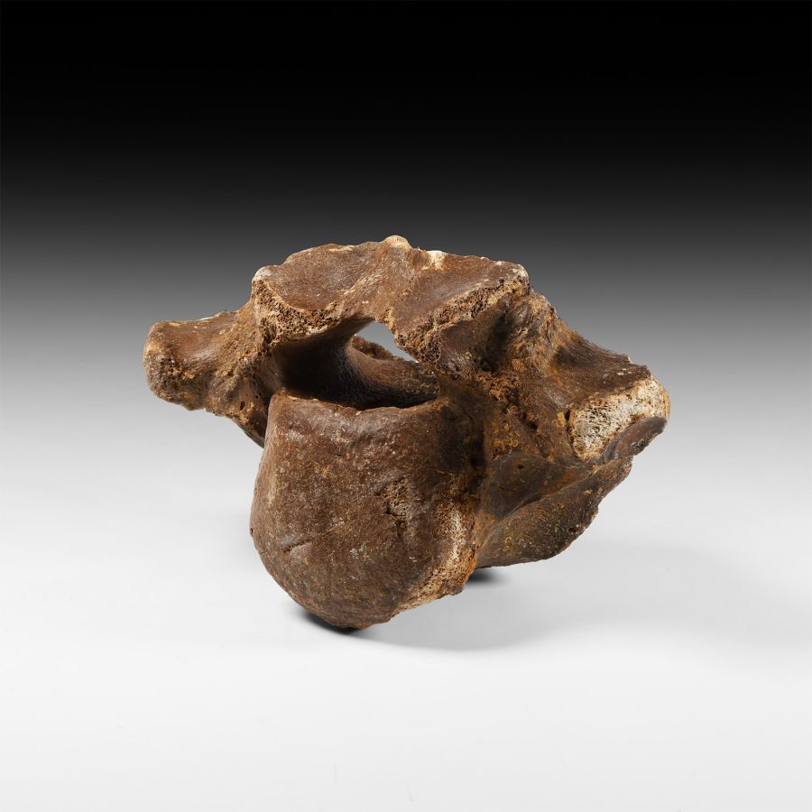 Natural History - Woolly Rhinoceros Fossil Vertebra