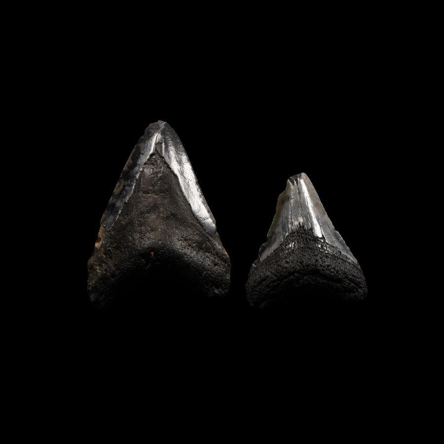 Natural History - Megalodon Giant Shark's Fossil Tooth Group