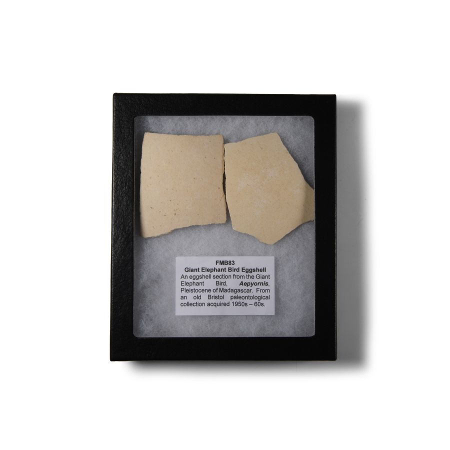 Natural History - Giant Elephant Bird Eggshell Group