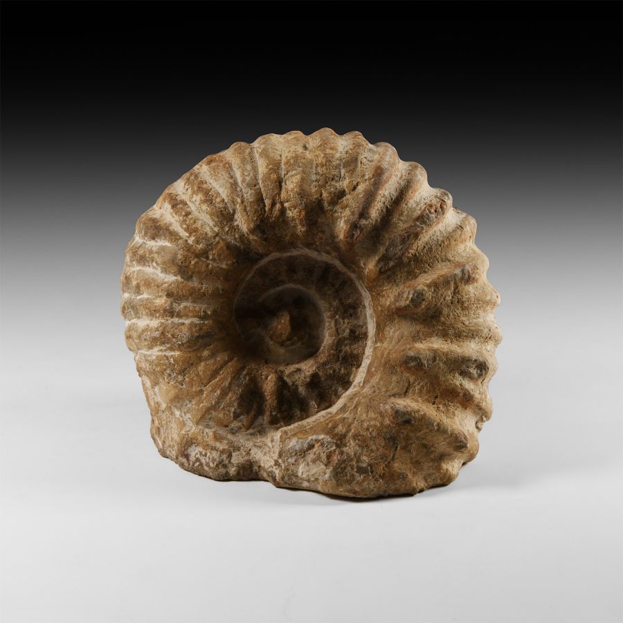 Natural History - Fossil Agadir Ammonite