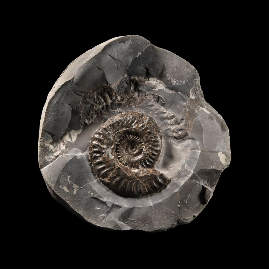 Natural History - 'Whitby' Fossil Ammonite