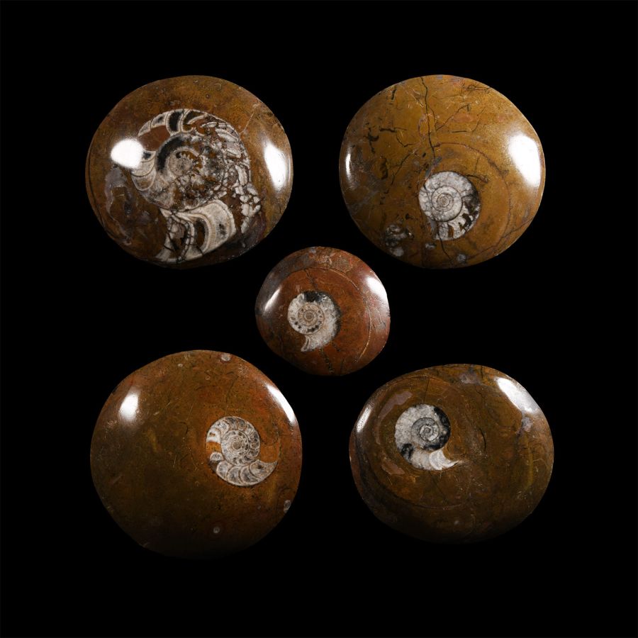 Natural History - Polished Goniatite Button Fossil Ammonite Group
