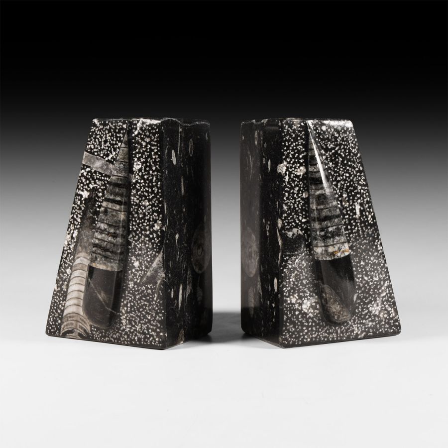 Natural History - Orthoceras Fossil Book End Pair