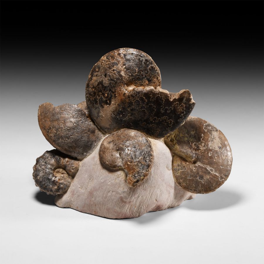 Natural History - Fossil Ammonoid Display