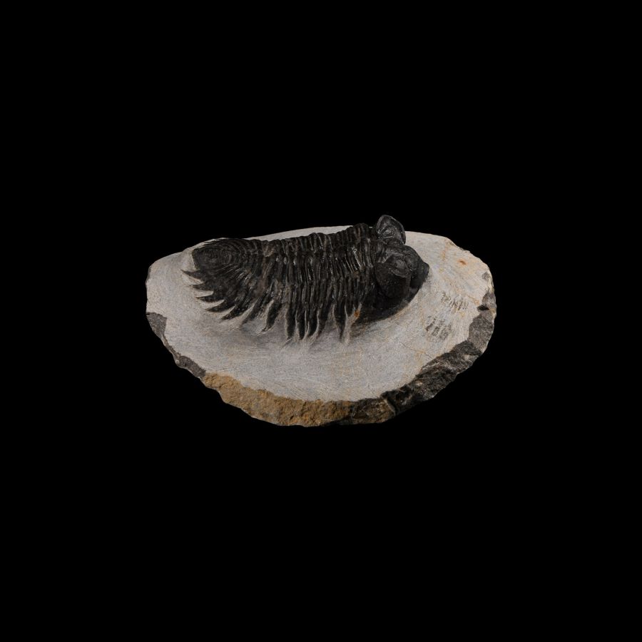 Natural History - Coltraneia Fossil Trilobite on Matrix