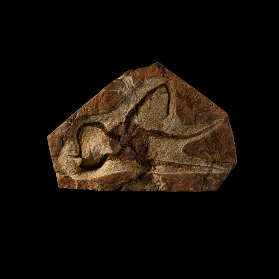 Natural History - Fossil Brittle Star on Matrix
