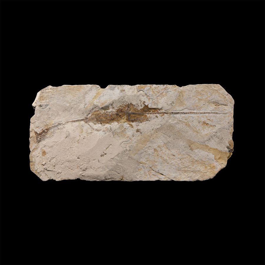 Natural History - Hyphalosaurus Fossil in Matrix