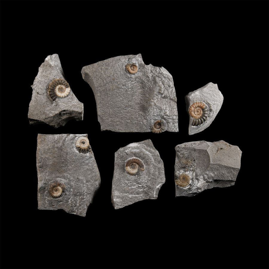 Natural History - Lyme Regis Fossil Ammonite Group