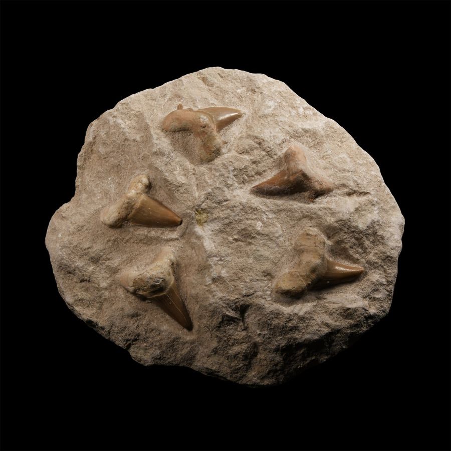 Natural History - Fossil Otodus Shark Teeth on Matrix