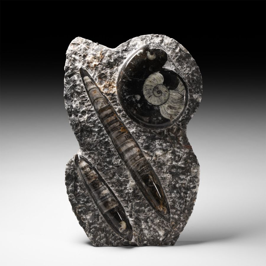 Natural History - Polished Goniatite and Orthoceras Display