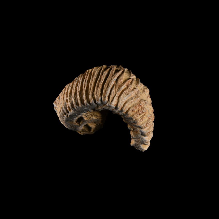 Natural History - Rastellum Fossil Bivalve