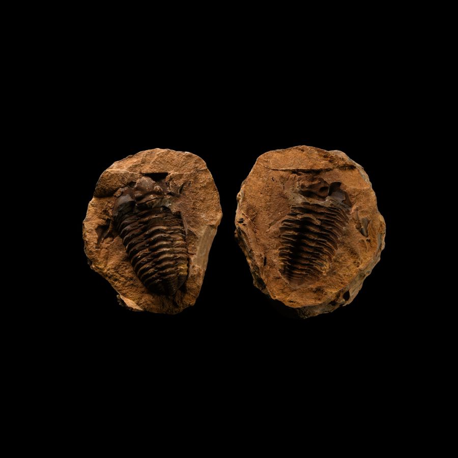 Natural History - Flexicalymene Fossil Trilobite Nodule