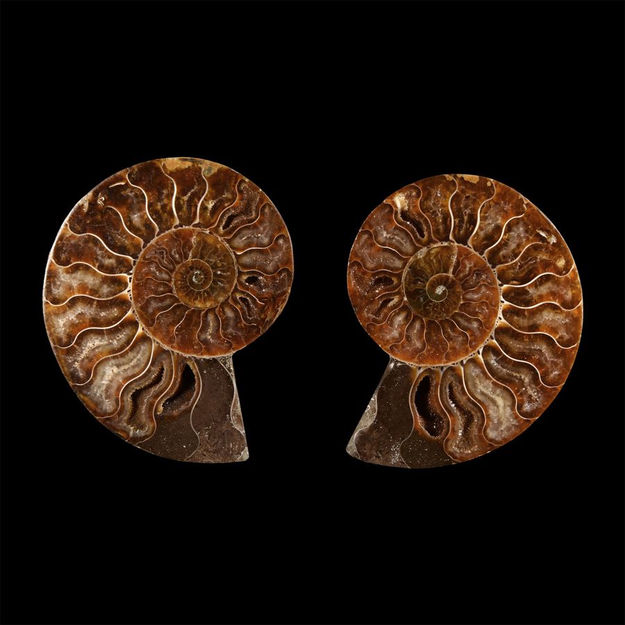 Natural History - Cut and Polished Fossil Ammonite Pair