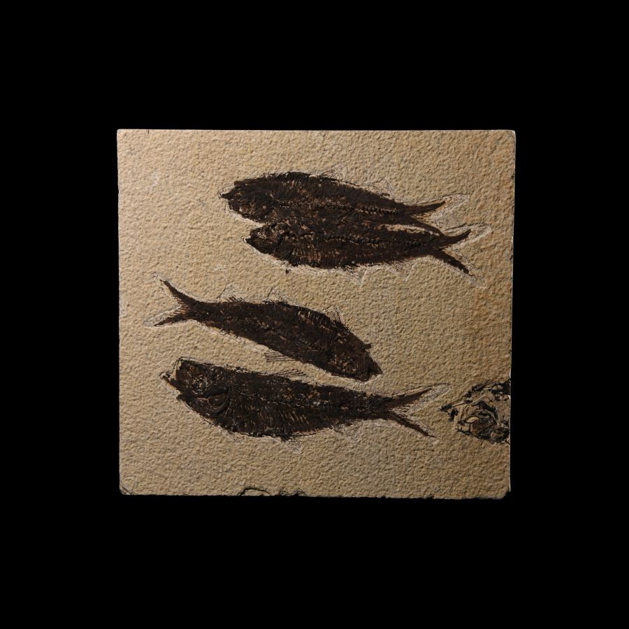Natural History - Knightia Fossil Fish in Matrix