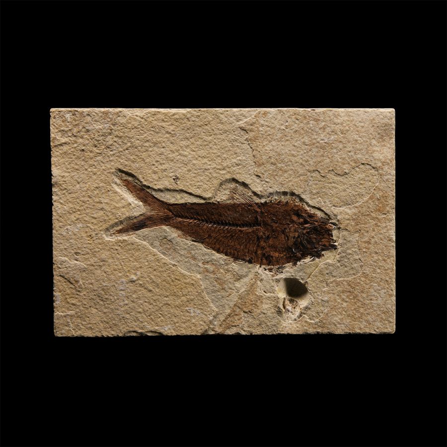 Natural History - Diplomystus Dentatus Fossil Fish in Matrix