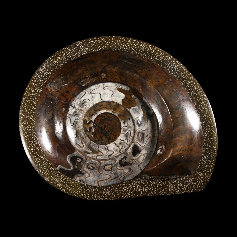 Natural History - Large Polished Goniatite Display Plate