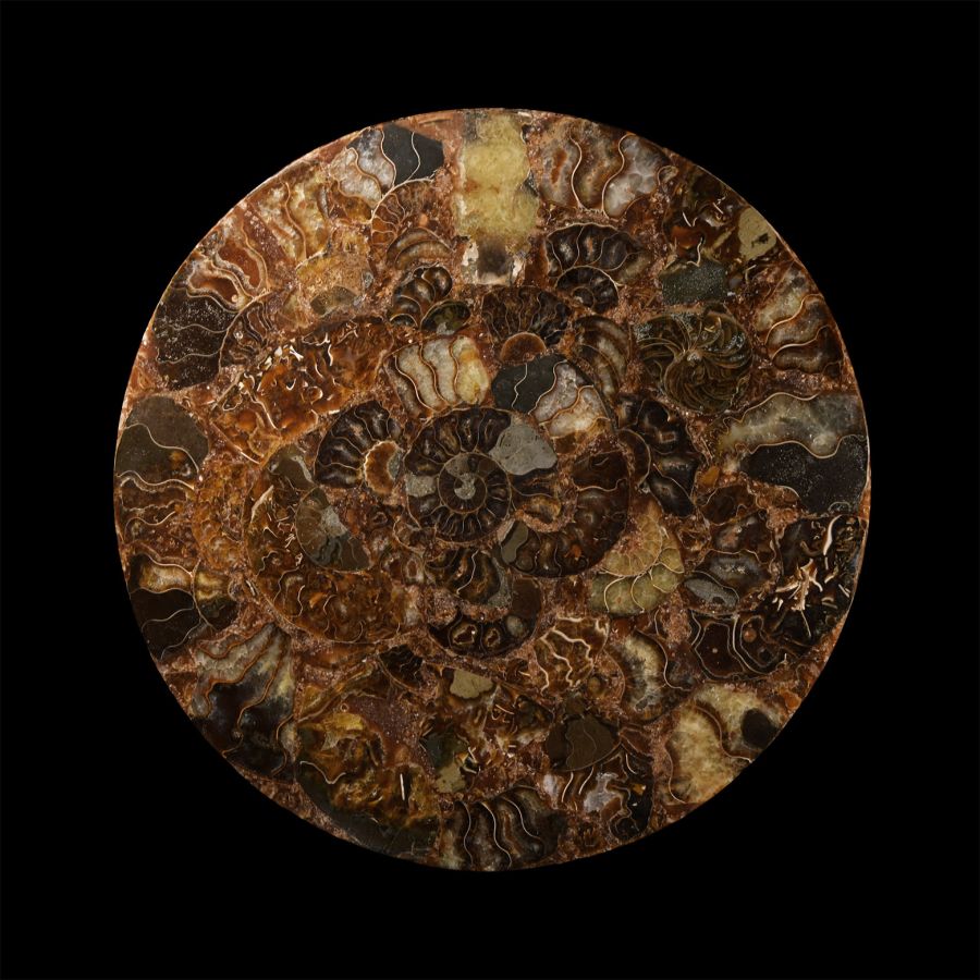 Natural History - Polished Fossil Ammonite Plate