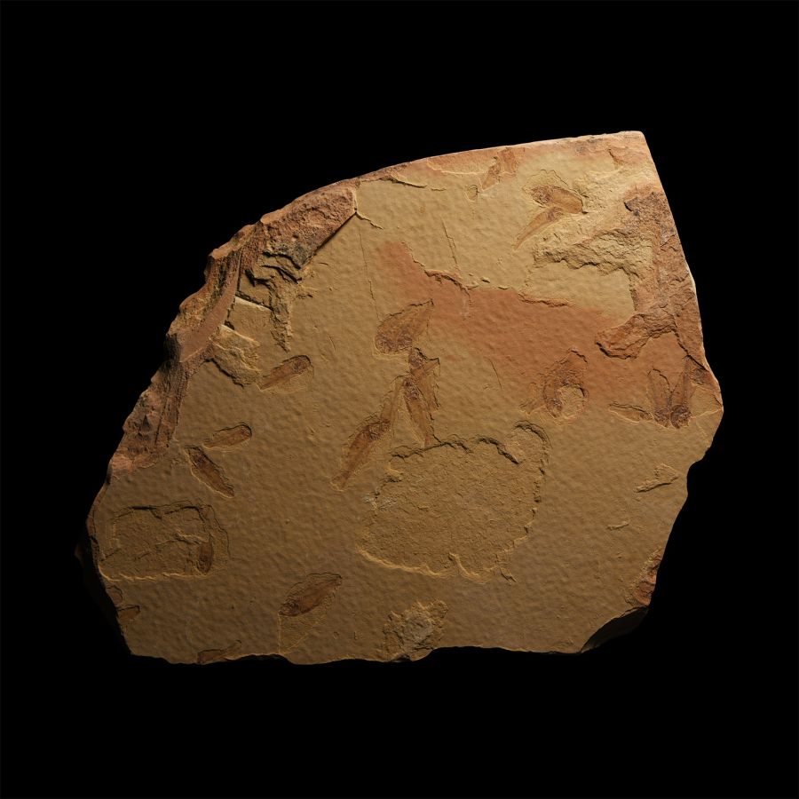 Natural History - 'Guppy' Fossil Fish Plate