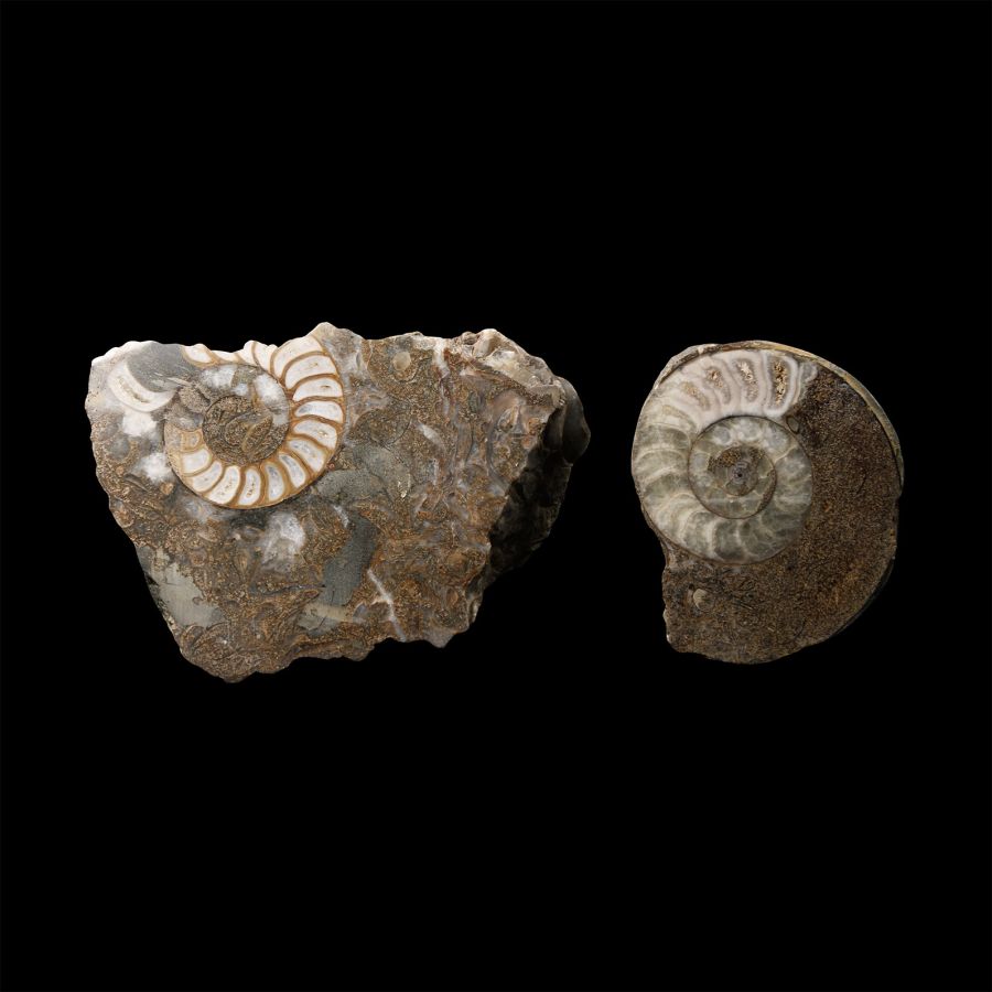 Natural History - Polished Scunthorpe Fossil Ammonites