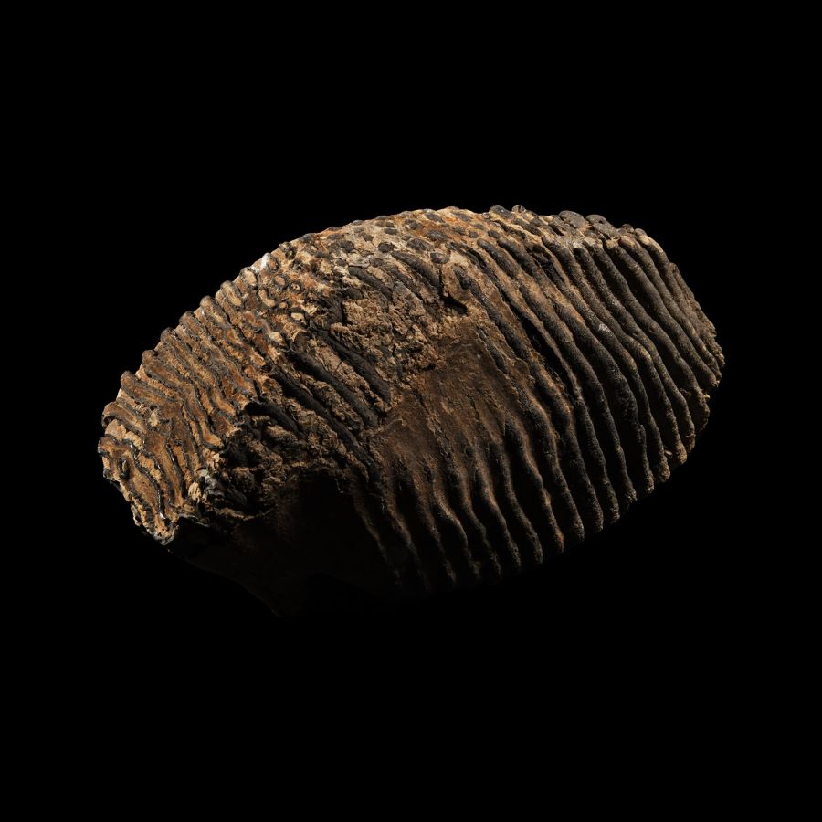 Natural History - Fossil Woolly Mammoth Tooth