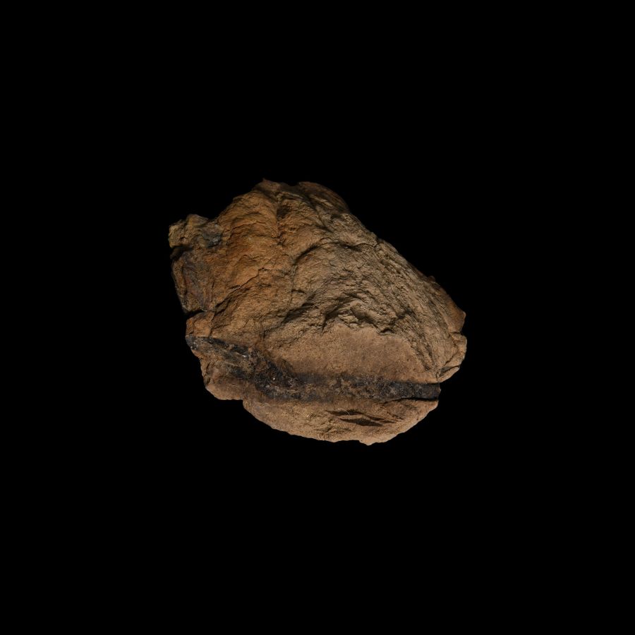 Natural History - North American T-Rex Dinosaur Coprolite