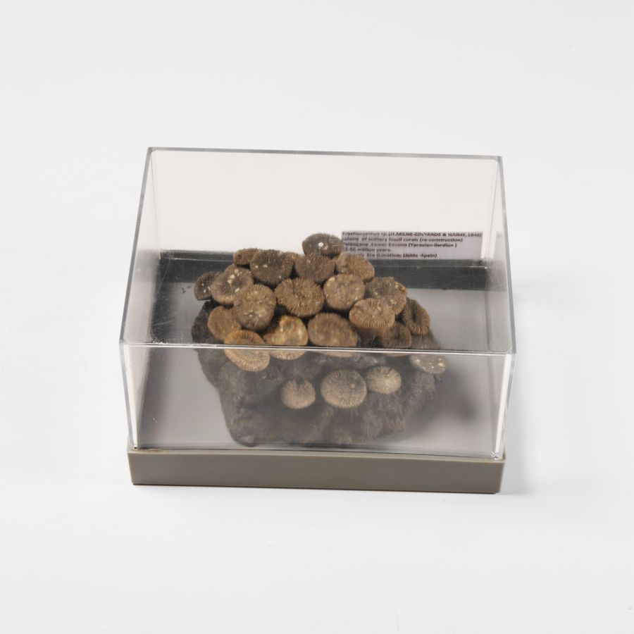 Natural History - Fossil Coral Head