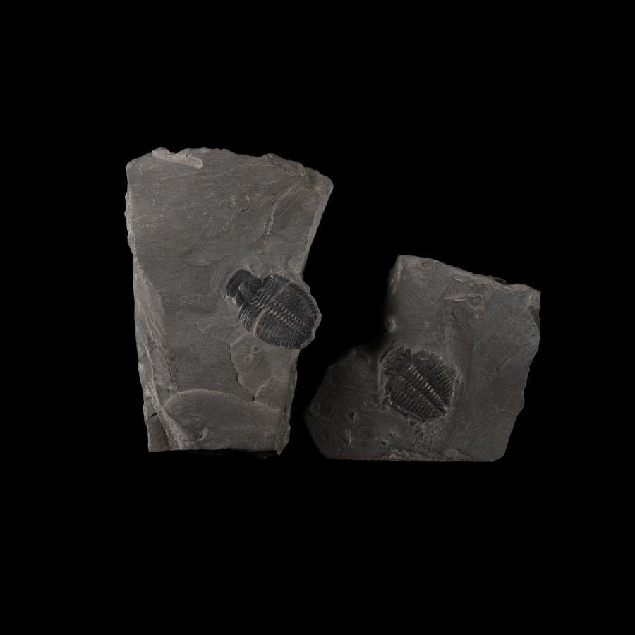 Natural History - Elrathia Fossil Trilobites