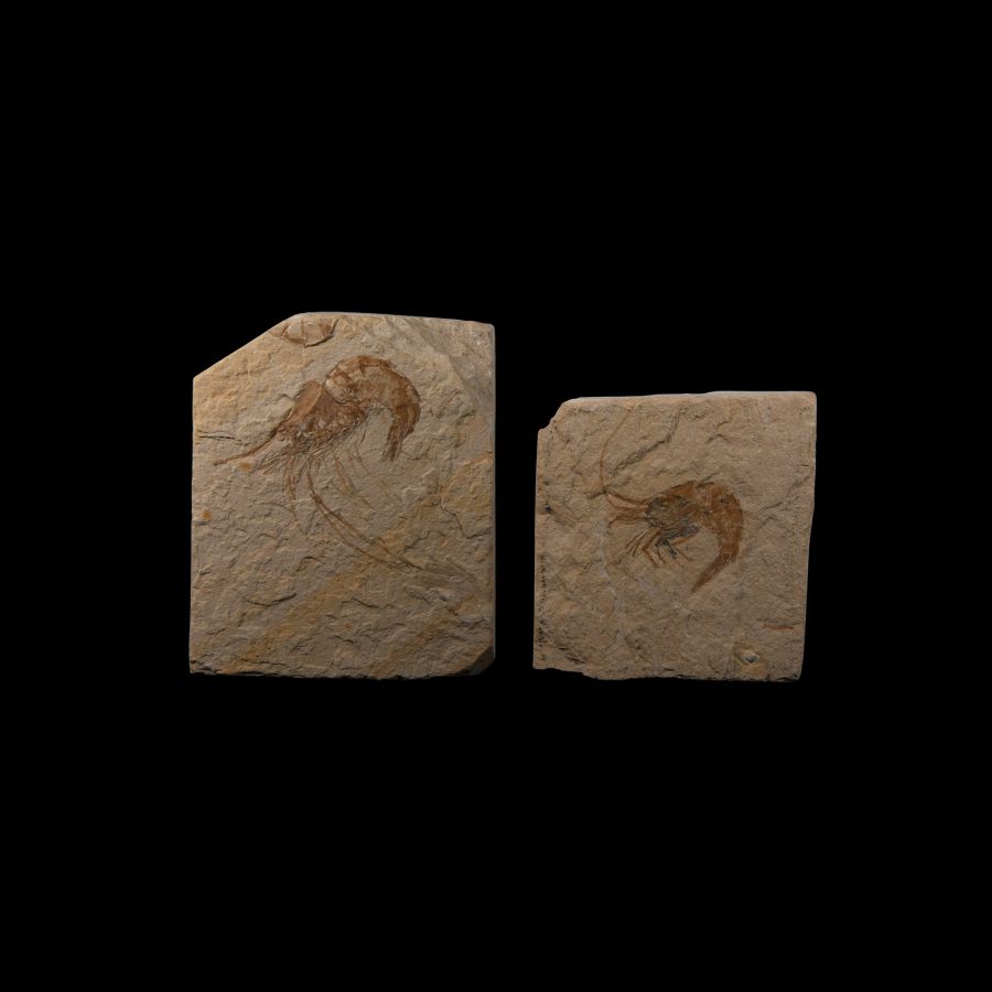 Natural History - Fossil Shrimps in Matrices