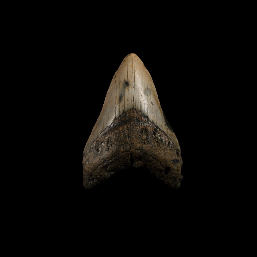 Natural History - Megalodon Giant Shark Fossil Tooth