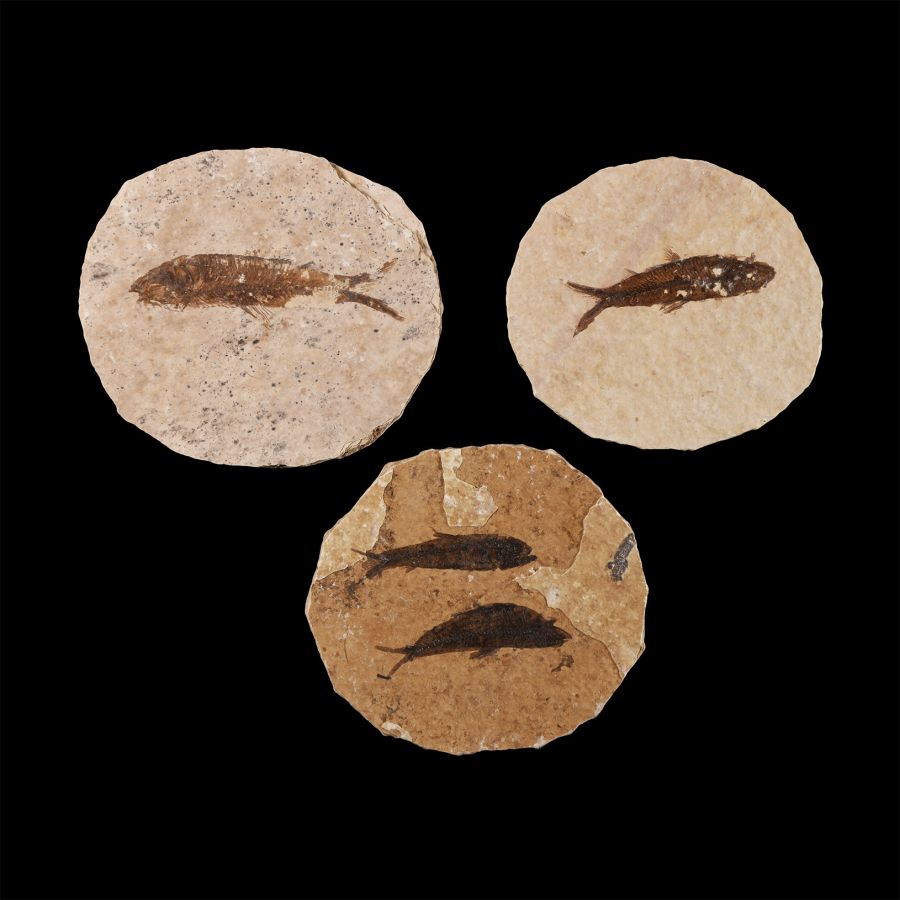 Natural History - Knightia Fossil Fish Group
