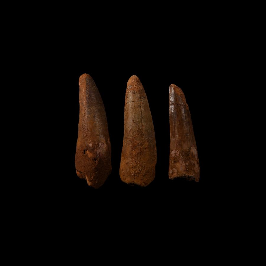 Natural History - Spinosaurus Dinosaur Fossil Tooth Group