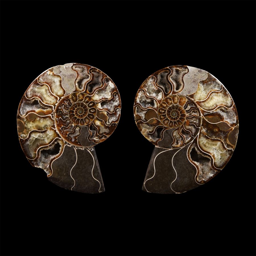 Natural History - Cut and Polished Fossil Cleoniceras Ammonite Halves