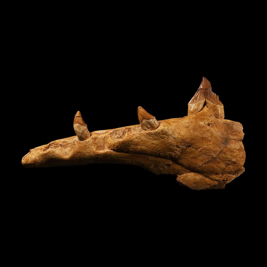 Natural History - Basilosaurus Predatory Archaeocete Whale Jaw