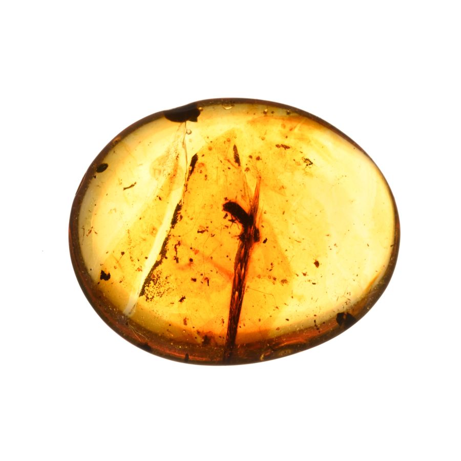Natural History - Polished Amber with Insect Inclusions