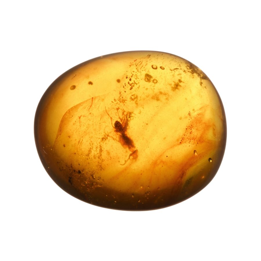 Natural History - Polished Amber with Insect Inclusions