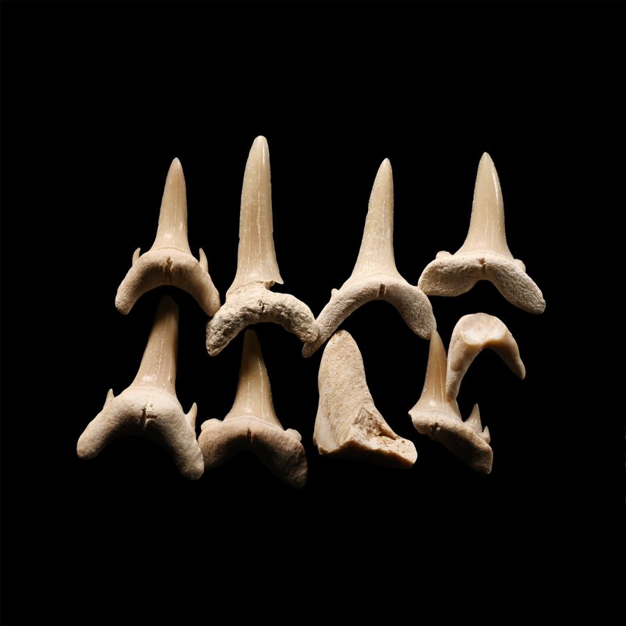 Natural History - Extinct Fossil Sand Shark Tooth Group