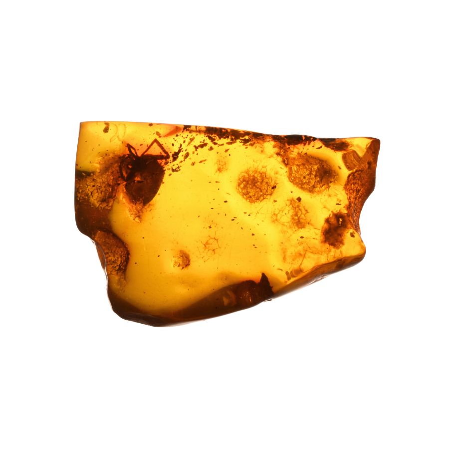 Natural History - Polished Amber with Spider Inclusion