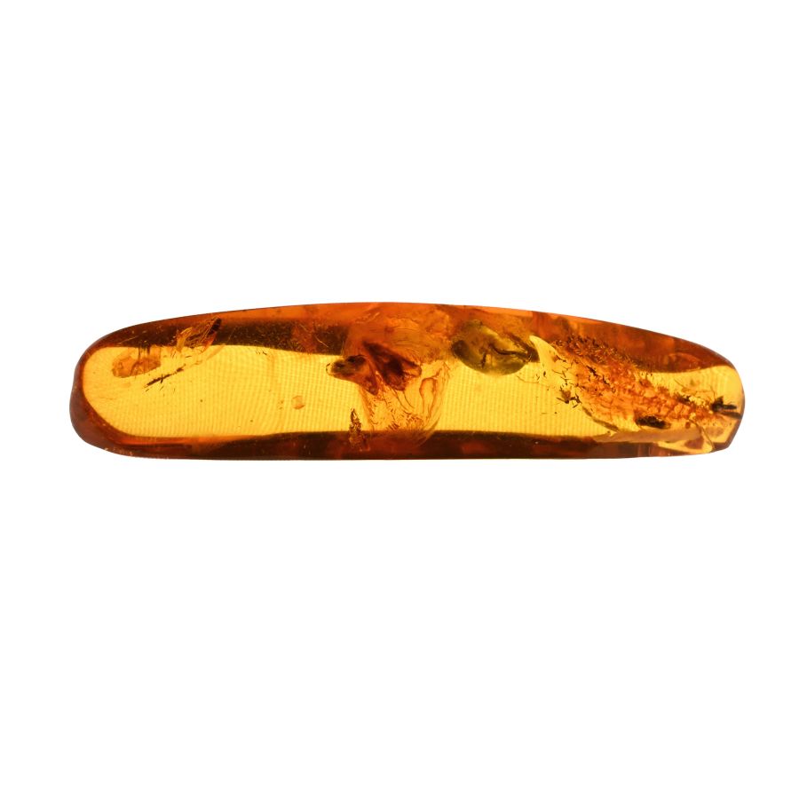Natural History - Polished Amber with Cadis Fly Inclusion