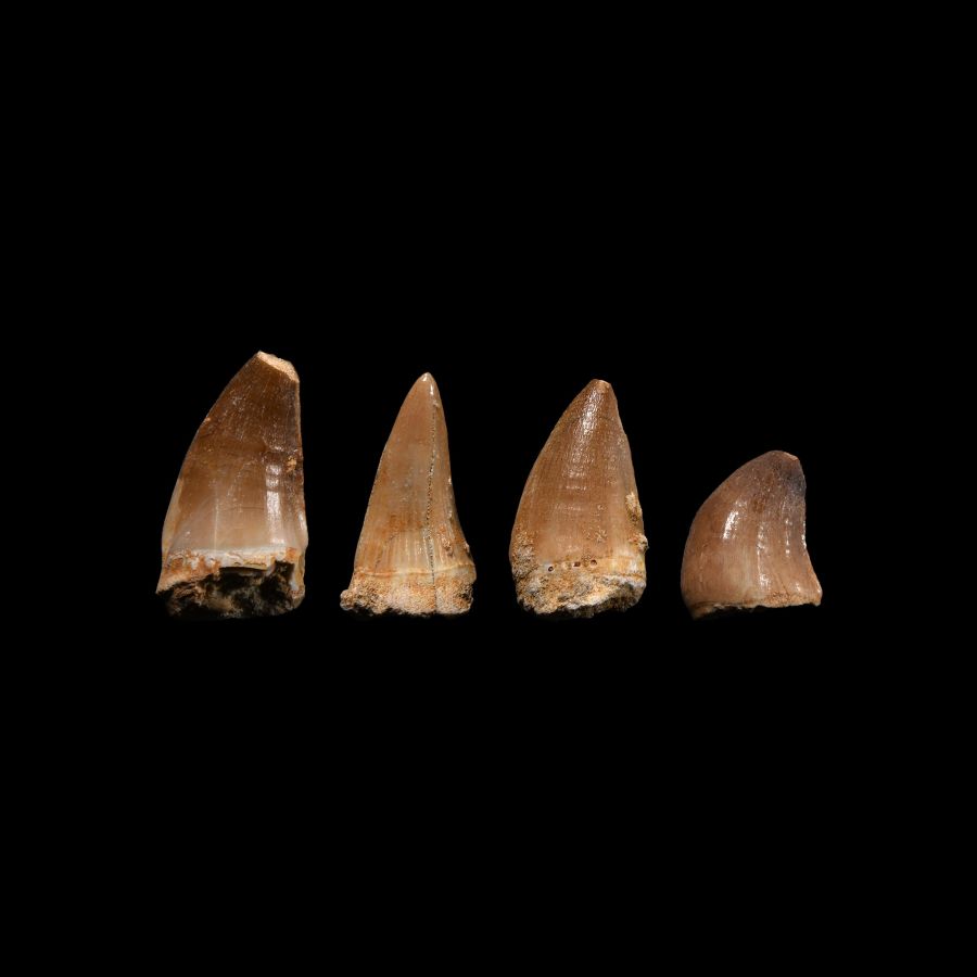 Natural History - Fossil Mosasaur Marine Dinosaur Tooth Collection