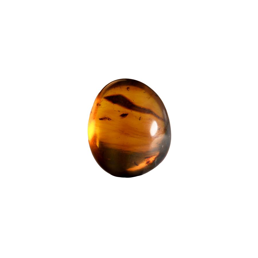 Natural History - Amber with Insect Inclusions
