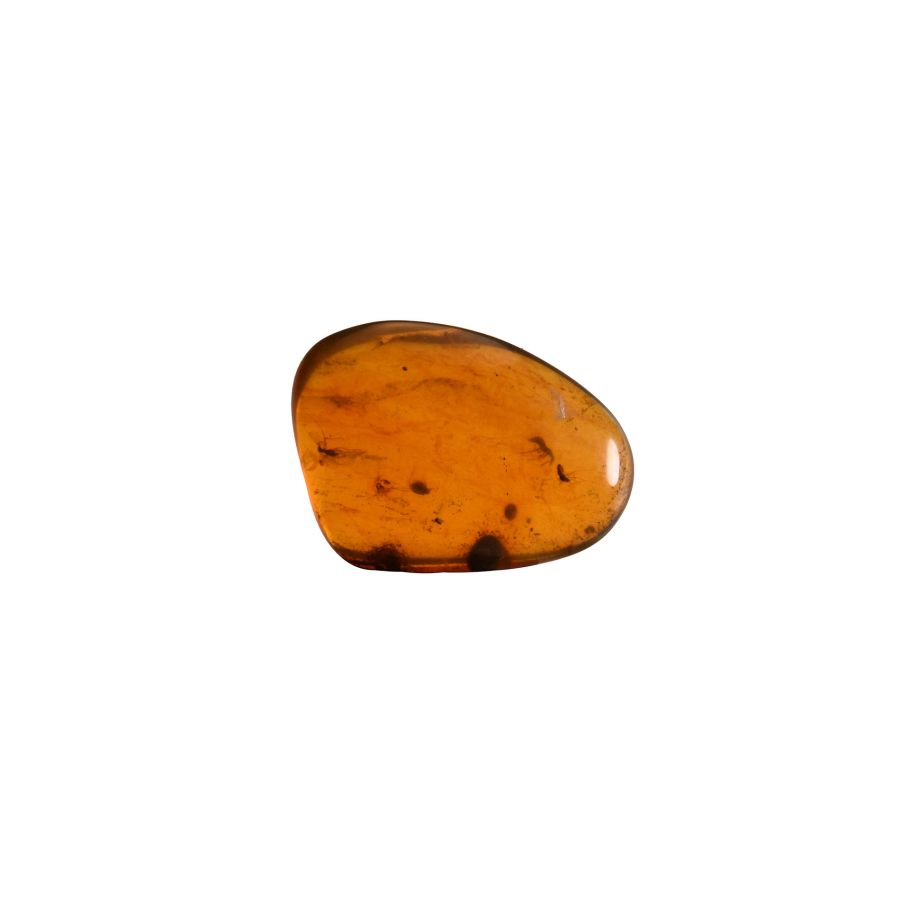 Natural History - Amber with Insect Inclusions