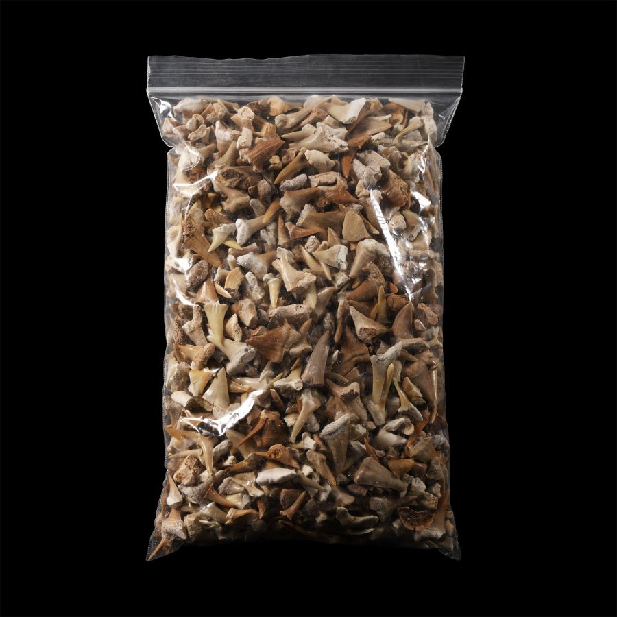 Natural History - Extinct Fossil Shark and Other Tooth Collection