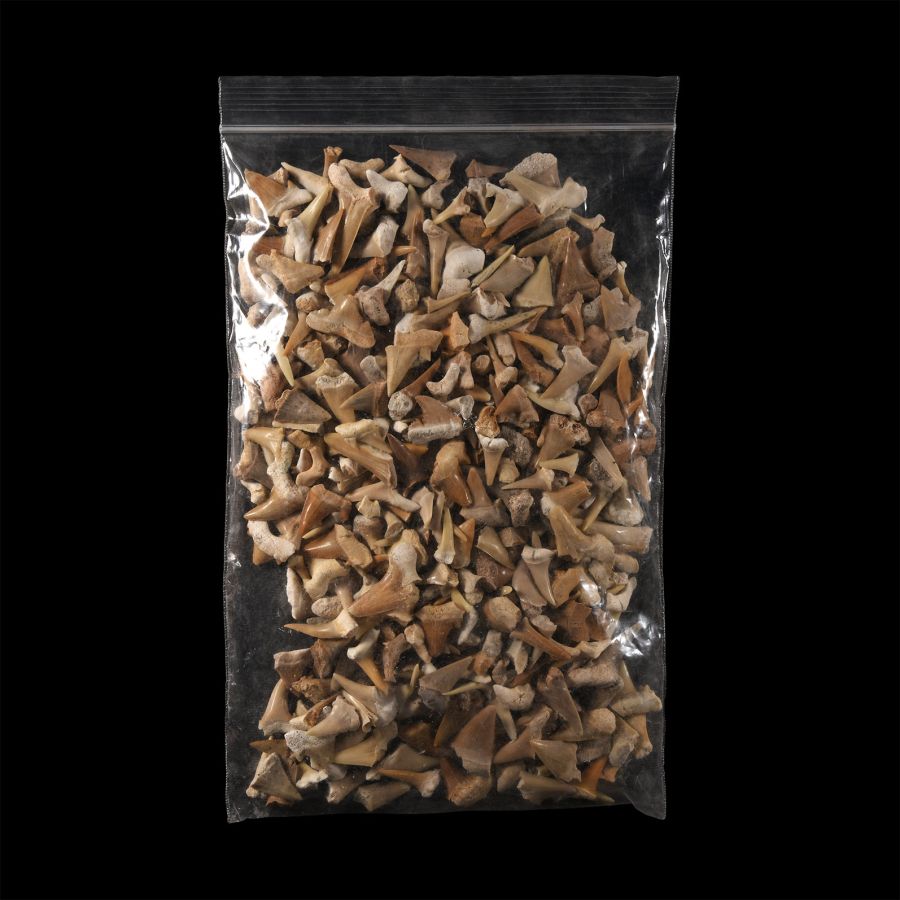 Natural History - Extinct Shark Fossil Tooth Group