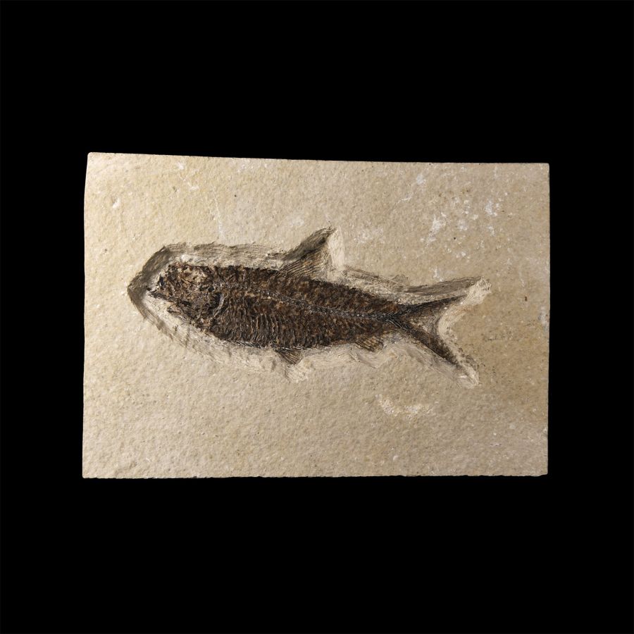 Natural History - Knightia Fossil Fish in Matrix