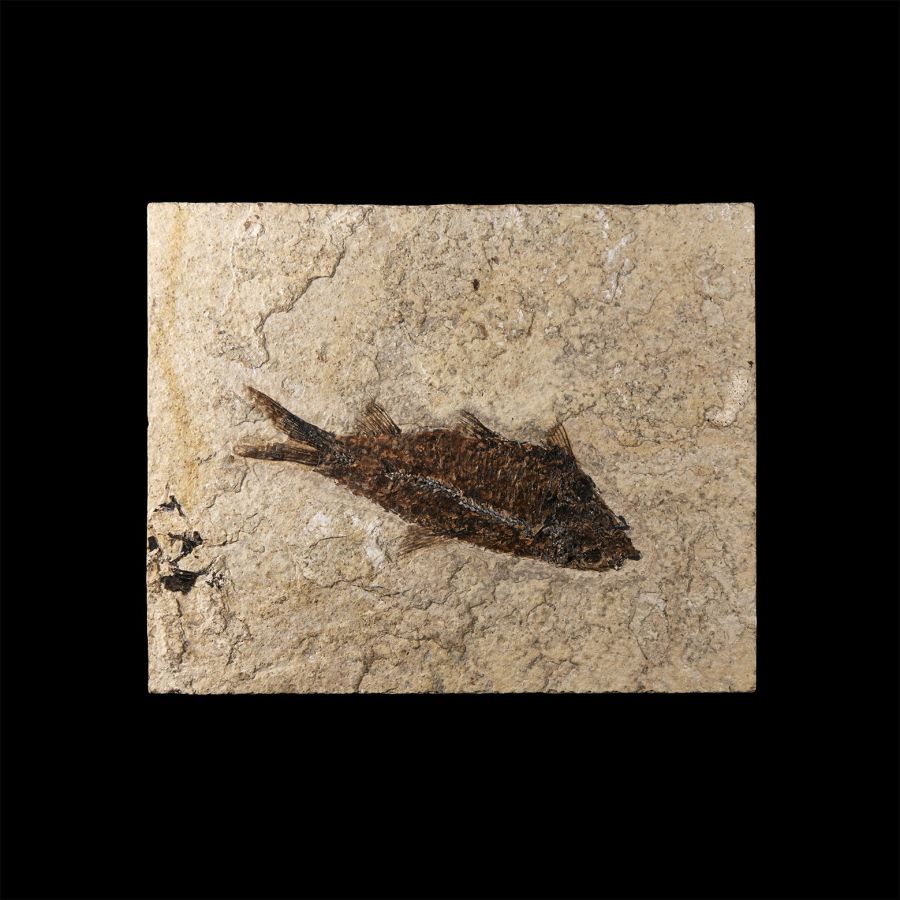 Natural History - Knightia Fossil Fish in Matrix