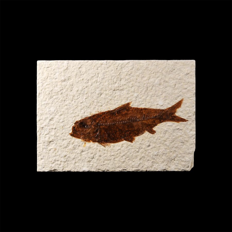 Natural History - Knightia Fossil Fish in Matrix