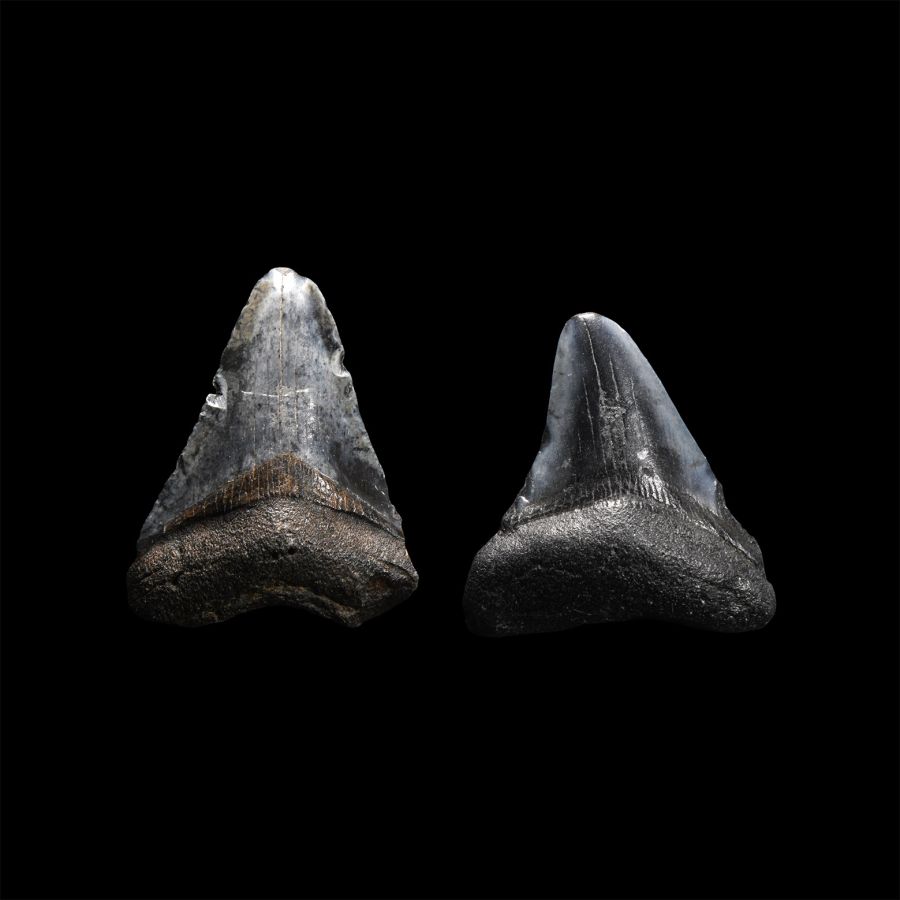 Natural History - Juvenile Megalodon Giant Shark Fossil Tooth Pair