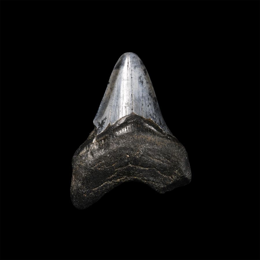 Natural History - Juvenile Megalodon Giant Shark Fossil Tooth