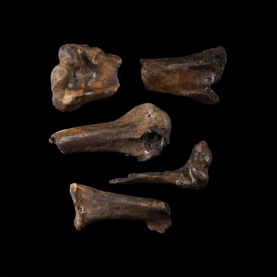 Natural History - Fossil Bird Bone Group